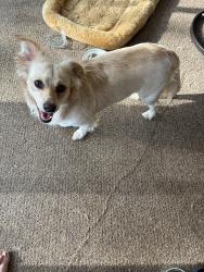 Reunited Male Dog last seen 69th & So Sheridan near Reasors, Tulsa, OK 74136