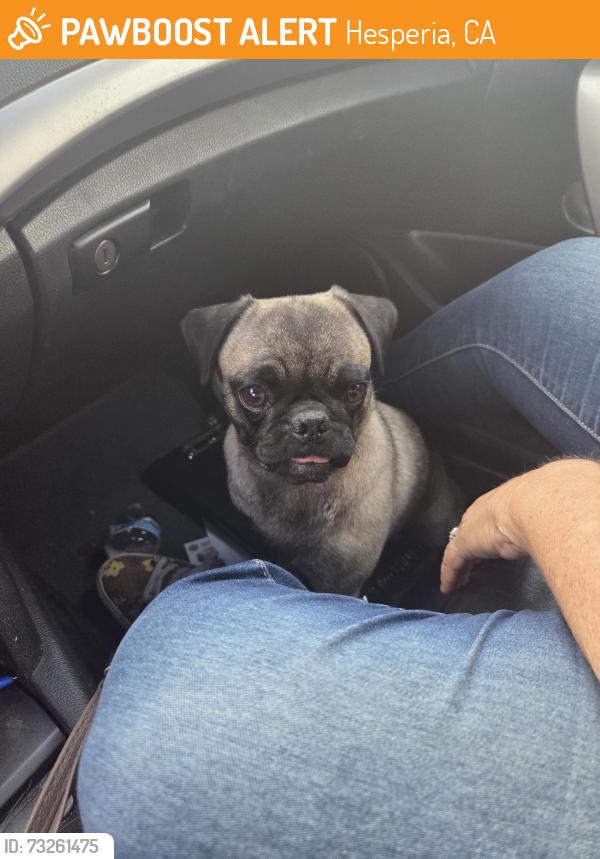 Found/Stray Female Dog last seen Lemon or verde coffee 3rd, Hesperia, CA 92345