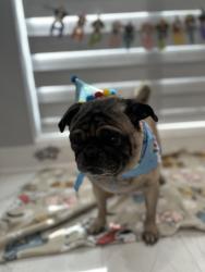 Lost Male Dog last seen Near NORTHWEST 44th Street, Miami, FL 33127