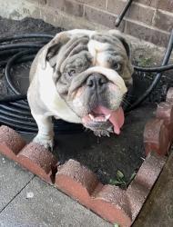 Reunited Male Dog last seen Brownfield, Mesquite, TX 75150
