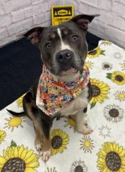 Shelter Stray Female Dog last seen Near BLOCK CHEYENNE ST, DETROIT MI 48227, 7401 Chrysler Dr, Detroit, MI 48211, USA