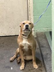 Shelter Stray Male Dog last seen STOCKTON BLVD & FRUITRIDGE RD, 2127 Front St, Sacramento, CA 95818, USA