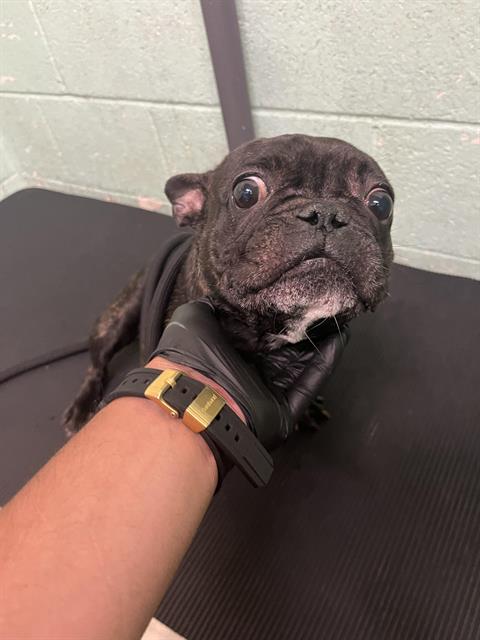 Shelter Stray Female Dog last seen FRANKLIN BLVD & EAST PKWY, 2127 Front St, Sacramento, CA 95818, USA