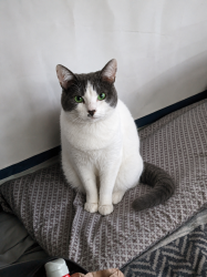 Lost Female Cat last seen Foster slough rd, Snohomish, WA 98290