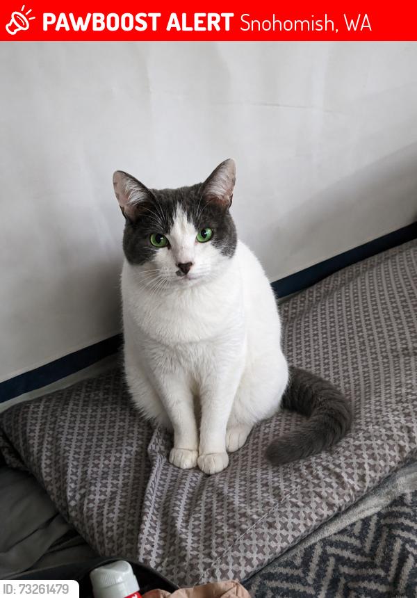 Lost Female Cat last seen Foster slough rd, Snohomish, WA 98290