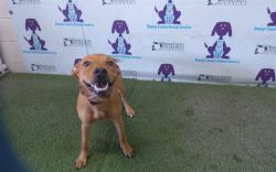 Shelter Stray Female Dog last seen , 2769 Conroy Rd, Orlando, FL 32839, USA