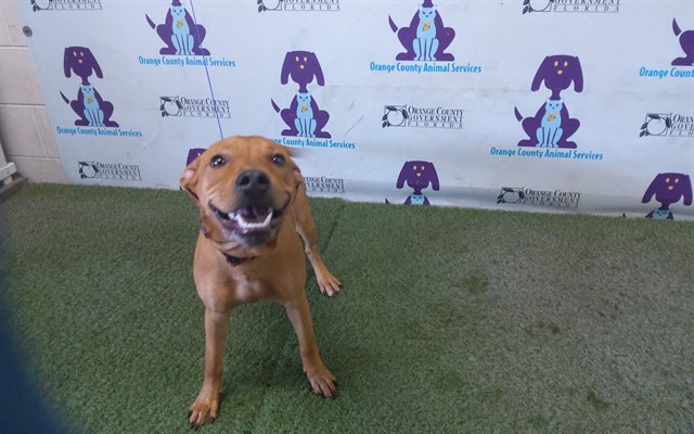 Shelter Stray Female Dog last seen , 2769 Conroy Rd, Orlando, FL 32839, USA