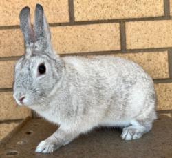 Shelter Stray Female Other last seen , 3201 Lacy St, Los Angeles, CA 90031, USA