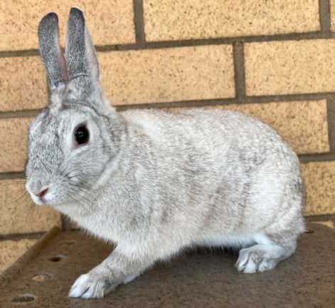 Shelter Stray Female Other last seen , 3201 Lacy St, Los Angeles, CA 90031, USA