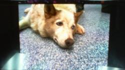 Shelter Stray Female Dog last seen CHARLOTTE, 8315 Byrum Dr, Charlotte, NC 28217, USA