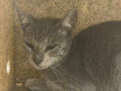 Shelter Stray Male Cat last seen , 3201 Lacy St, Los Angeles, CA 90031, USA