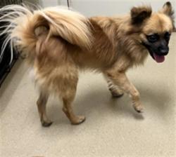 Shelter Stray Male Dog last seen 7TH ST COV, 31078 LA-36, Lacombe, LA 70445, USA
