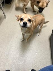 Shelter Stray Male Dog last seen 7TH ST COV, 31078 LA-36, Lacombe, LA 70445, USA