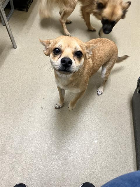 Shelter Stray Male Dog last seen 7TH ST COV, 31078 LA-36, Lacombe, LA 70445, USA