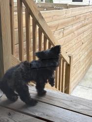 Found/Stray Unknown Dog last seen S 30th and Tasker St, Philadelphia, PA 19146
