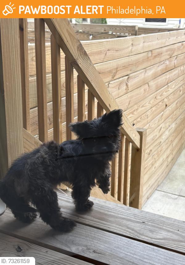 Found/Stray Unknown Dog last seen S 30th and Tasker St, Philadelphia, PA 19146