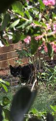 Found/Stray Male Cat last seen High Shoals Rd and 441 Watkinsville, Watkinsville, GA 30677