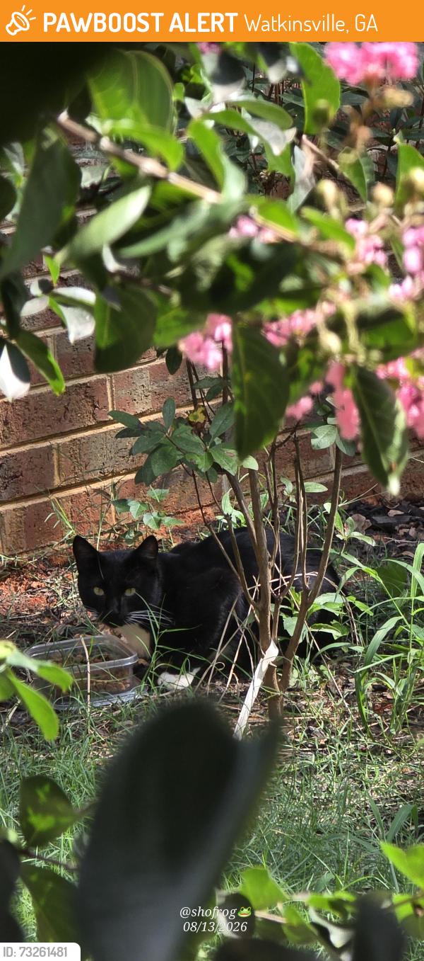 Found/Stray Male Cat last seen High Shoals Rd and 441 Watkinsville, Watkinsville, GA 30677