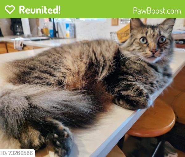 Reunited Male Cat last seen River Ranch mobile home park, Victorville, CA 92395