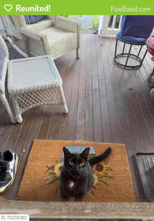 Reunited Unknown Cat last seen Lincoln Avenue, former Marion Community hosp, Carbondale, PA 18407