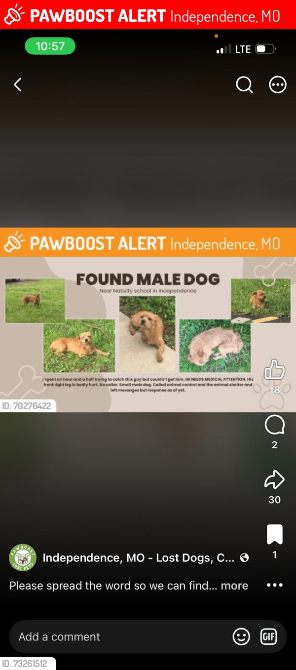 Lost Male Dog last seen Near highway, Independence, MO 64050
