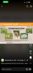Lost Male Dog last seen Near highway, Independence, MO 64050