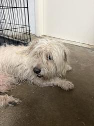 Found/Stray Male Dog last seen Near lejeune and 46th st, Miami, FL 33142