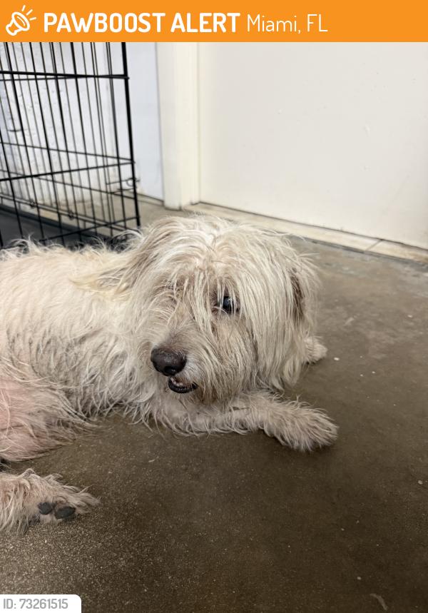 Found/Stray Male Dog last seen Near lejeune and 46th st, Miami, FL 33142