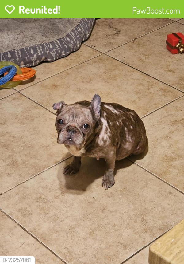 Reunited Female Dog last seen Sagunto Street, Orlando, FL 32807