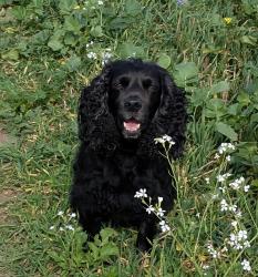 Lost Female Dog last seen Cliffe, Cliffe, England 