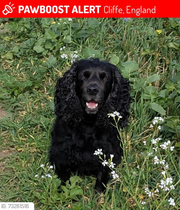 Lost Female Dog last seen Cliffe, Cliffe, England 