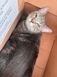 Found/Stray Male Cat last seen Horton Elementary School, San Diego, CA 92114