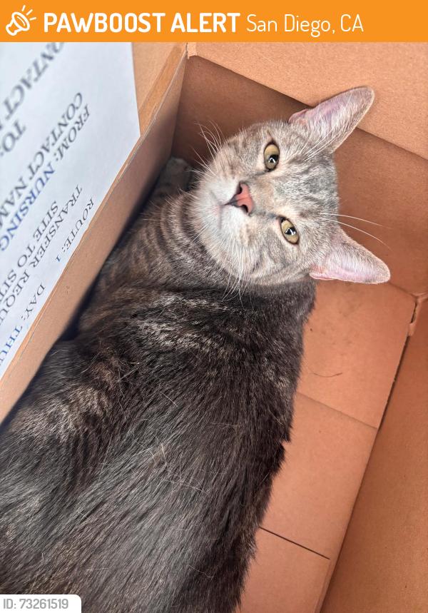 Found/Stray Male Cat last seen Horton Elementary School, San Diego, CA 92114