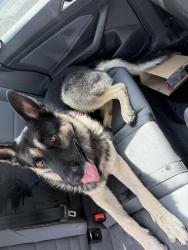 Found/Stray Male Dog last seen Near the BSW hosp, Temple, TX 76504