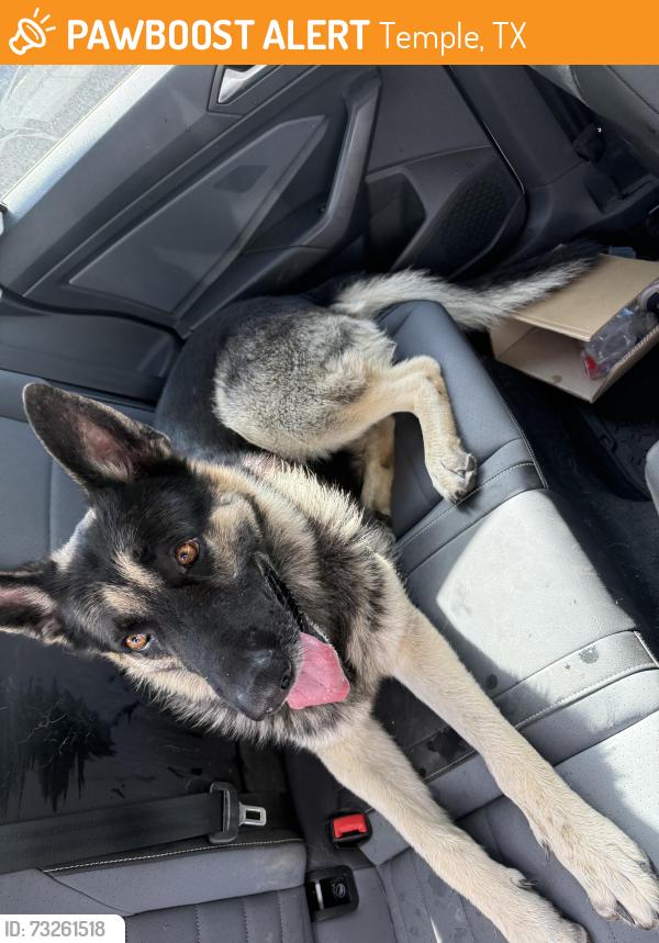 Found/Stray Male Dog last seen Near the BSW hosp, Temple, TX 76504