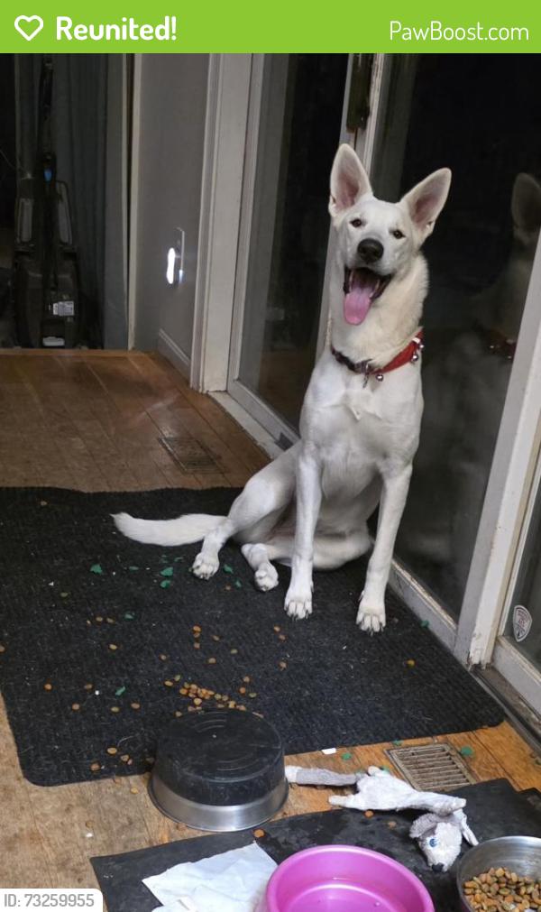 Reunited Female Dog last seen Sudbury St and Waside Inn Rd, Sudbury, Marlborough, MA 01752