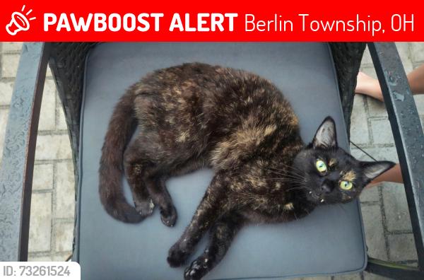 Lost Female Cat last seen Hollenback and Old State, Berlin Township, OH 43035