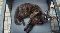 Lost Female Cat last seen Hollenback and Old State, Berlin Township, OH 43035