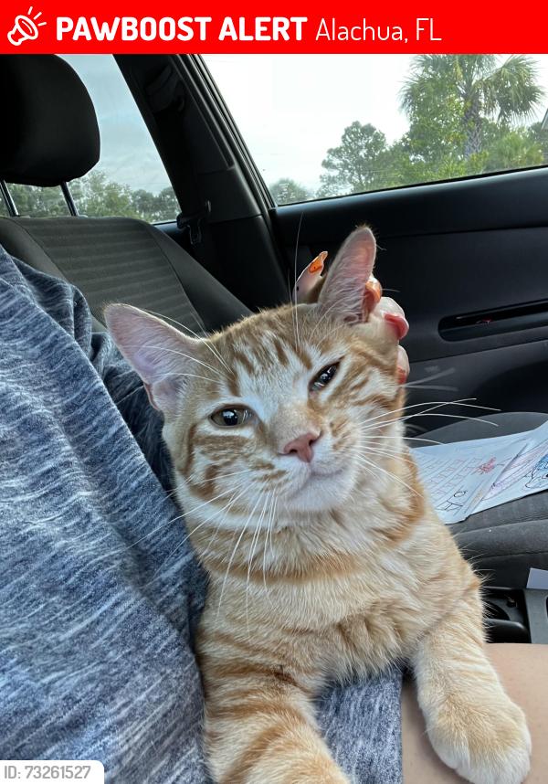 Lost Male Cat last seen Maude Lewis Park, Alachua, FL 32615