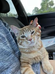 Lost Male Cat last seen Maude Lewis Park, Alachua, FL 32615