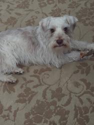 Reunited Male Dog last seen Alameda and moline, Aurora, CO 80012
