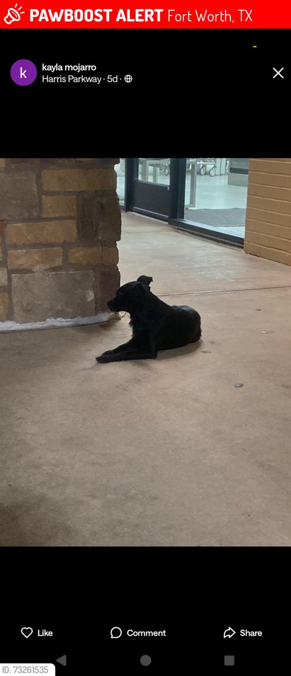 Lost Female Dog last seen Main event, Fort Worth, TX 76132