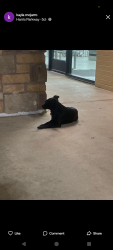 Lost Female Dog last seen Main event, Fort Worth, TX 76132