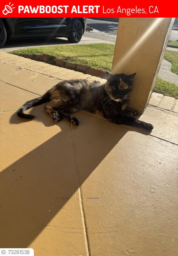 Lost Female Cat last seen Obama, Los Angeles, CA 90016