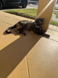 Lost Female Cat last seen Obama, Los Angeles, CA 90016