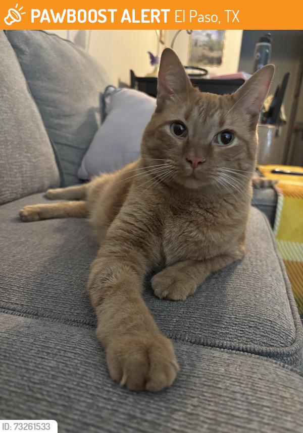 Found/Stray Male Cat last seen On High Vista Apt. complex, El Paso, TX 79930