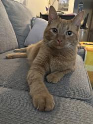 Found/Stray Male Cat last seen On High Vista Apt. complex, El Paso, TX 79930