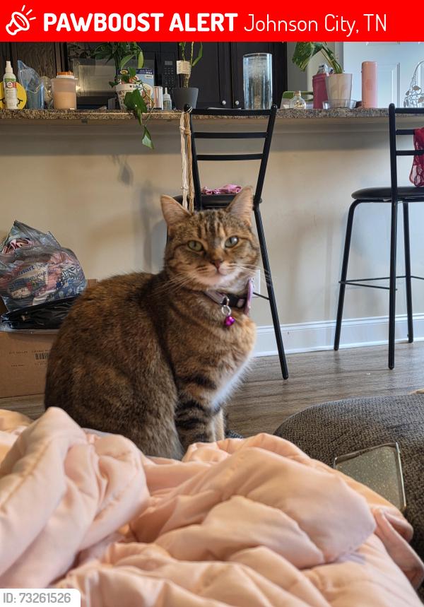 Lost Female Cat last seen Greenwood & Seminole dr, Johnson City, TN 37604