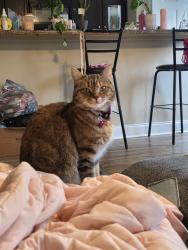 Lost Female Cat last seen Greenwood & Seminole dr, Johnson City, TN 37604