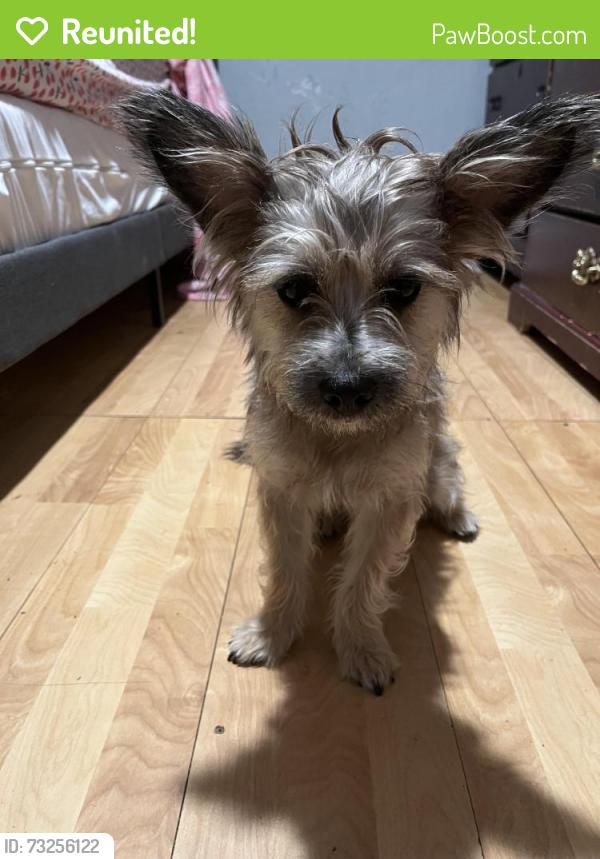 Reunited Male Dog last seen Pioneer and britain, Irving, TX 75061
